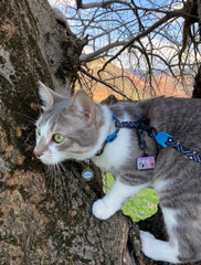 Leopard Yuvarlak | Kedi Köpek İsimlik