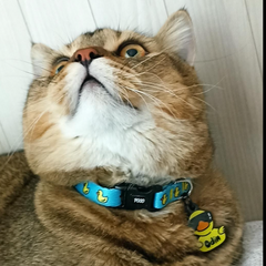 Blue Duck | Cat Collar