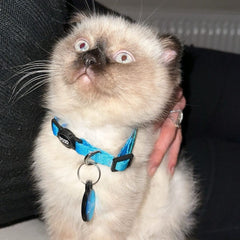 Blue | Cat Collar