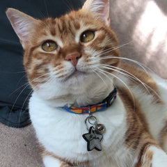 Maromekki | Cat Collar