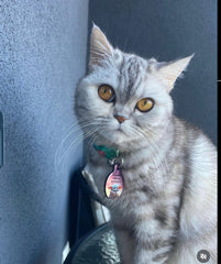 Baby Yoda | Kedi Köpek İsimlik