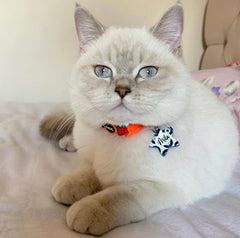 Nazar Boncuğu Desenli Yıldız