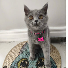 Pinky | Cat Collar