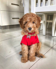 Karpuz Desenli Kemik