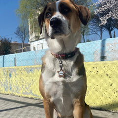 Leopard | Köpek Tasması