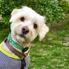 Big Bird | Köpek Tasması