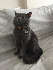 British Shorthair Kedi Cinsleri TagsForever