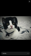 Cymric Kedi Cinsleri TagsForever