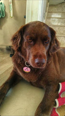 Donut TF TagsForever