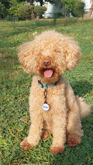 Donuts | Köpek Tasması