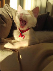 Kurdele TF TagsForever