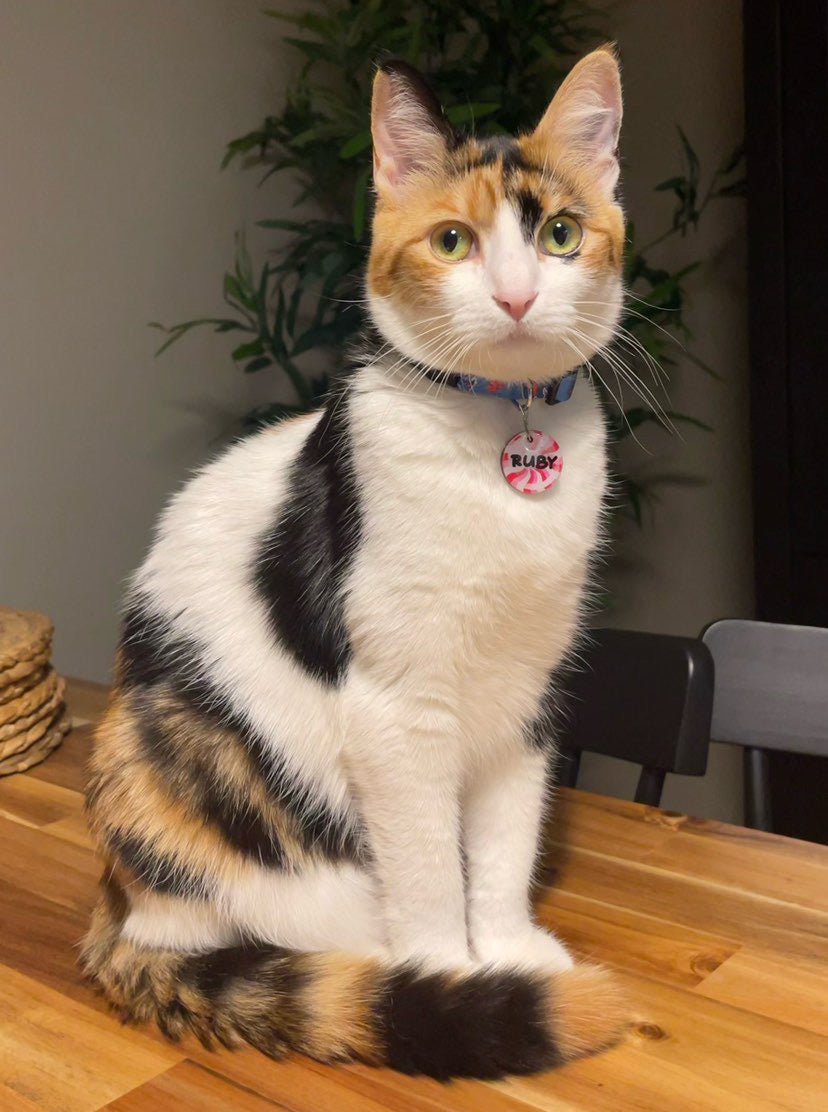 Lolipop 4 | Kedi Köpek İsimlik