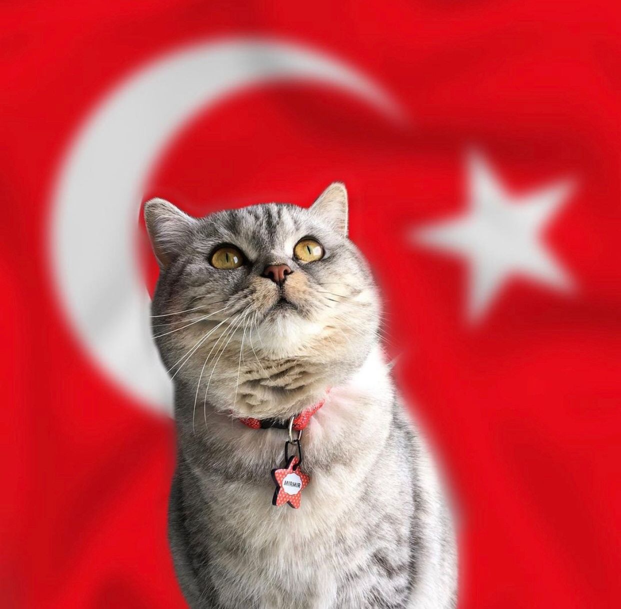 Kırmızı Desenli Yıldız