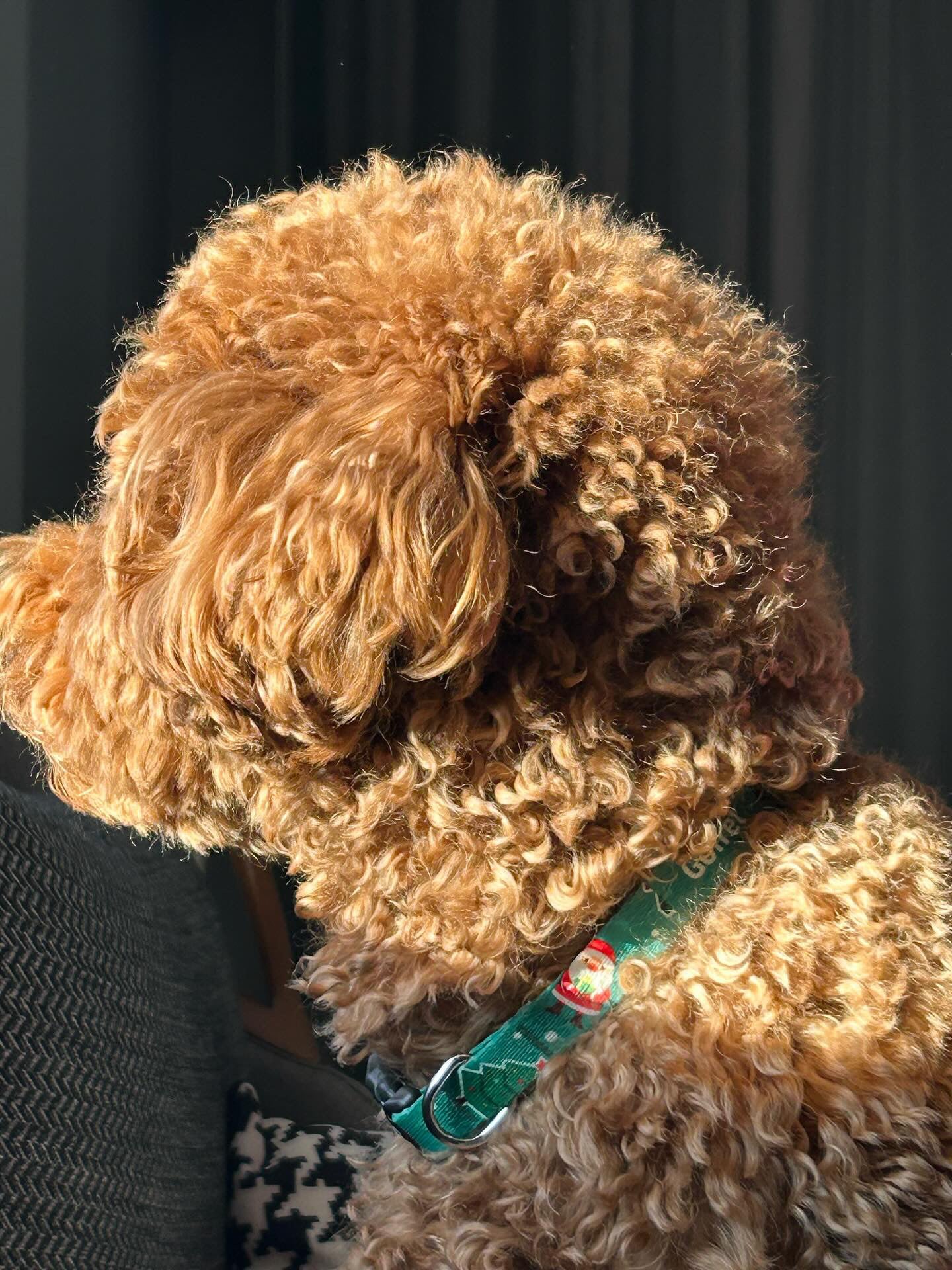 Santa | Dog Collar