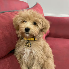 Altın Glitter Kemik | İsimlik