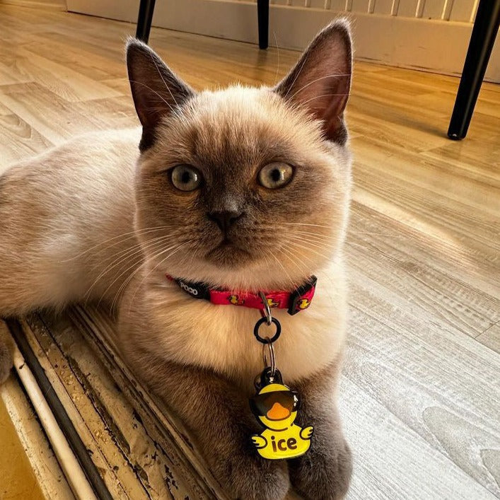 Pink Duck | Cat Collar