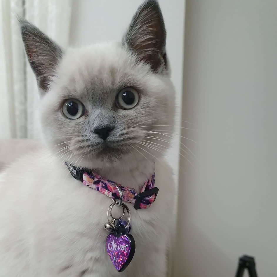 Destiny | Kedi Tasması