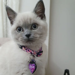 Destiny | Kedi Tasması