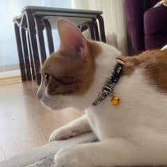 Pawty | Cat Collar