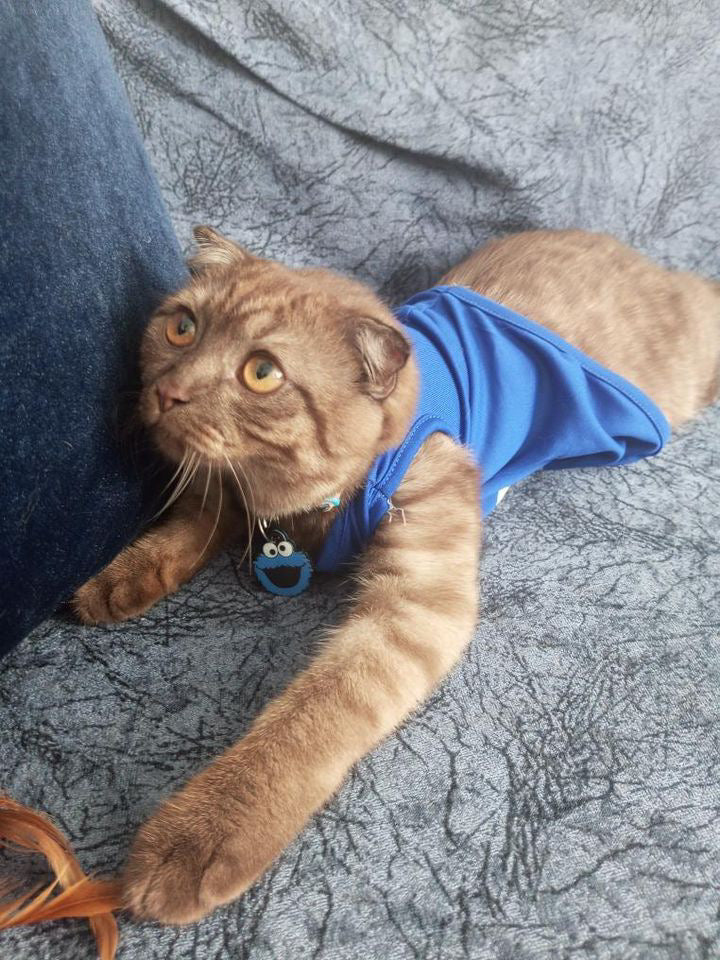 Cookie Monster | Kedi ve Köpek İsimlik