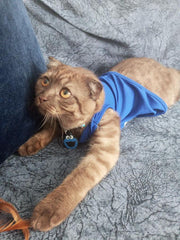 Cookie Monster | Kedi ve Köpek İsimlik