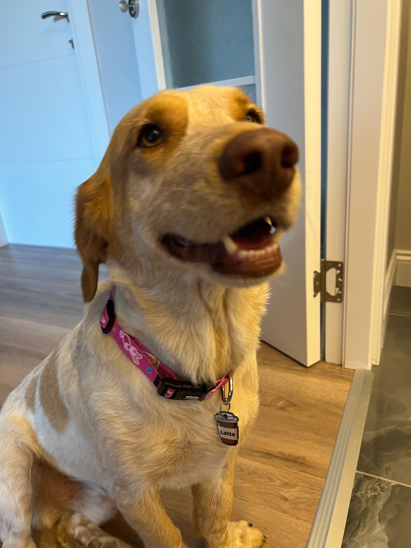 Piglet | Dog Collar