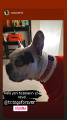 Pinky | Dog Collar