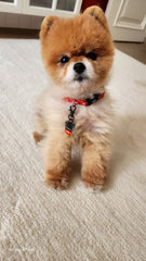 Fcuk M | Dog Collar