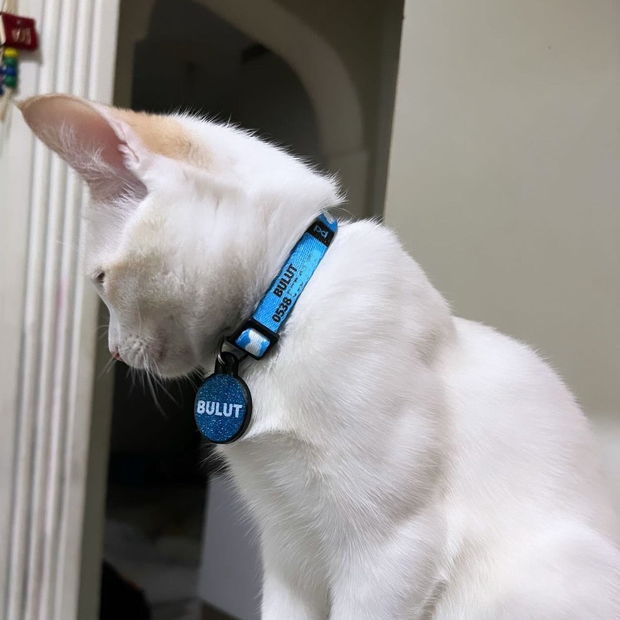 Cloud | Kedi Tasması