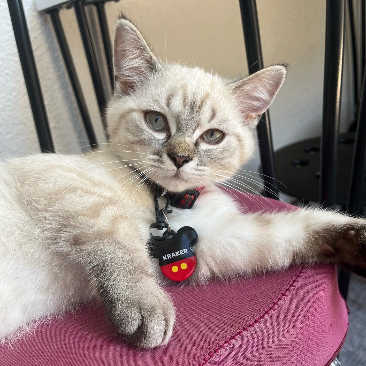 Festive | Kedi Tasması