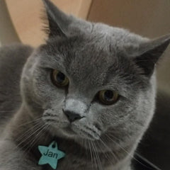 Açık Mavi Glitter Yıldız | İsimlik