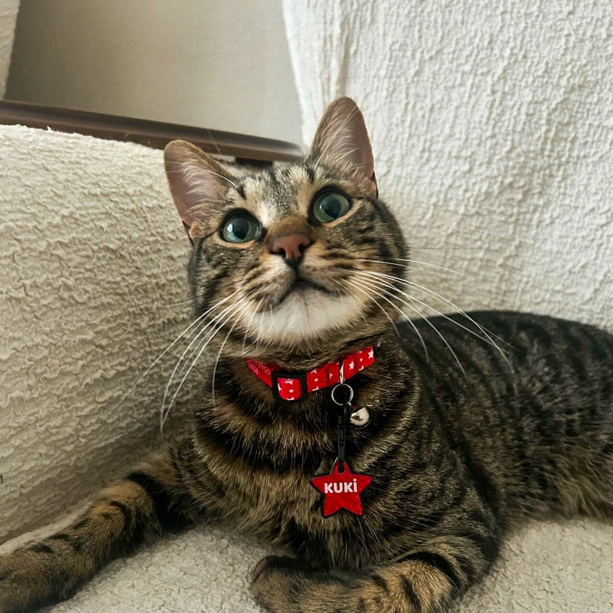 Twinkle | Cat Collar