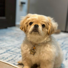 Altın Glitter Yıldız | İsimlik