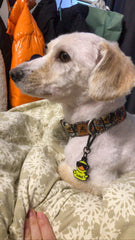 Gözlüklü Ördek | Kedi ve Köpek İsimlik