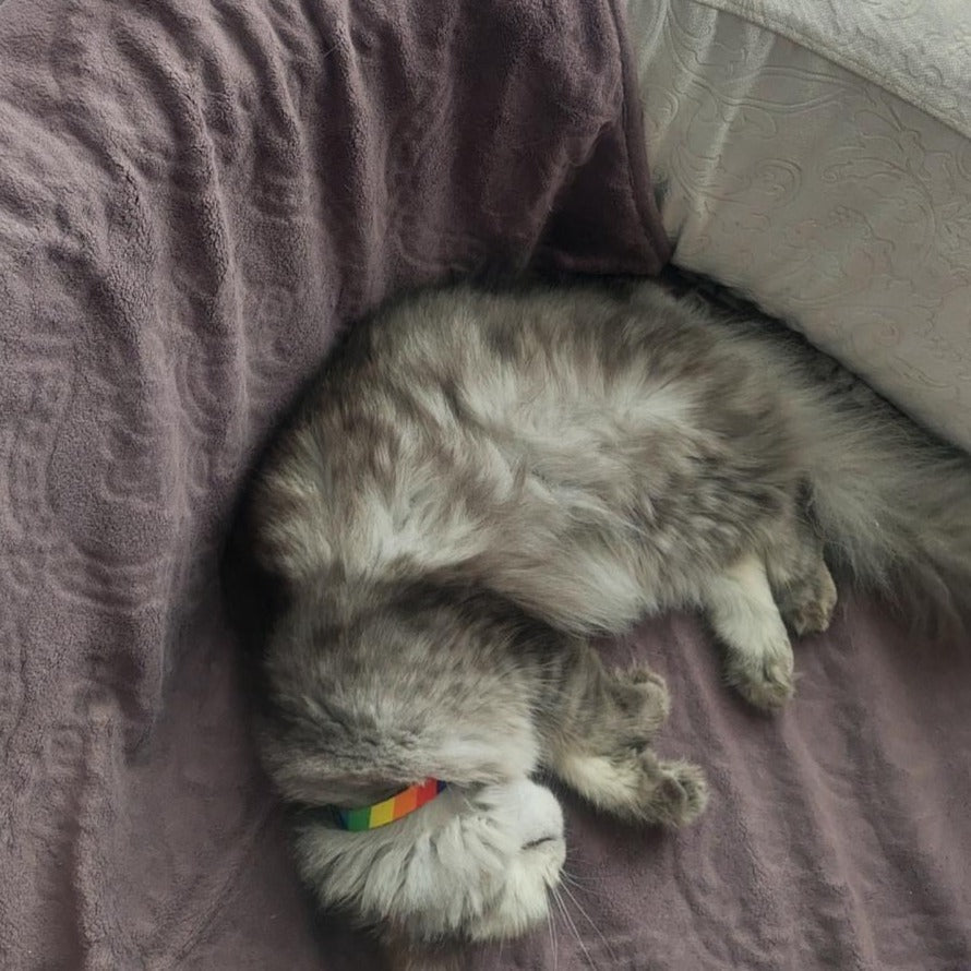 Rainbow | Cat Collar