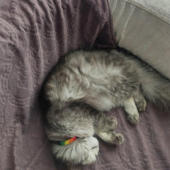 Rainbow | Cat Collar