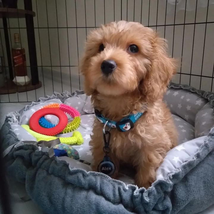 Doggy | Dog Collar