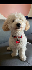 Elmo | Dog Collar