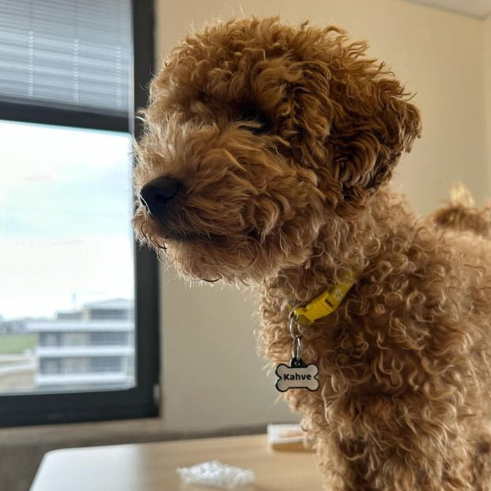 Holographic Kemik | İsimlik