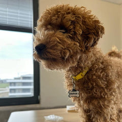 Holographic Kemik | İsimlik