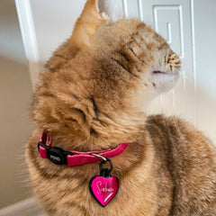 Fuschia | Kedi Tasması