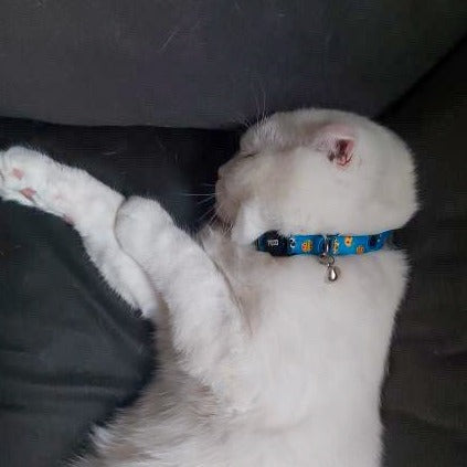 Cookie Monster | Kedi Tasması