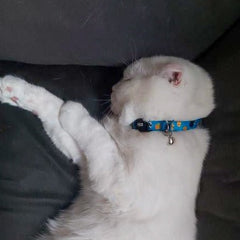 Cookie Monster | Kedi Tasması