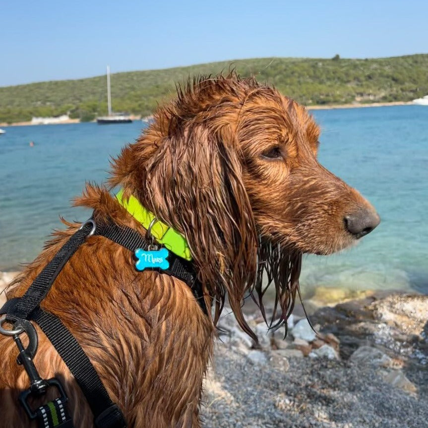 Mavi Neon Kemik | İsimlik