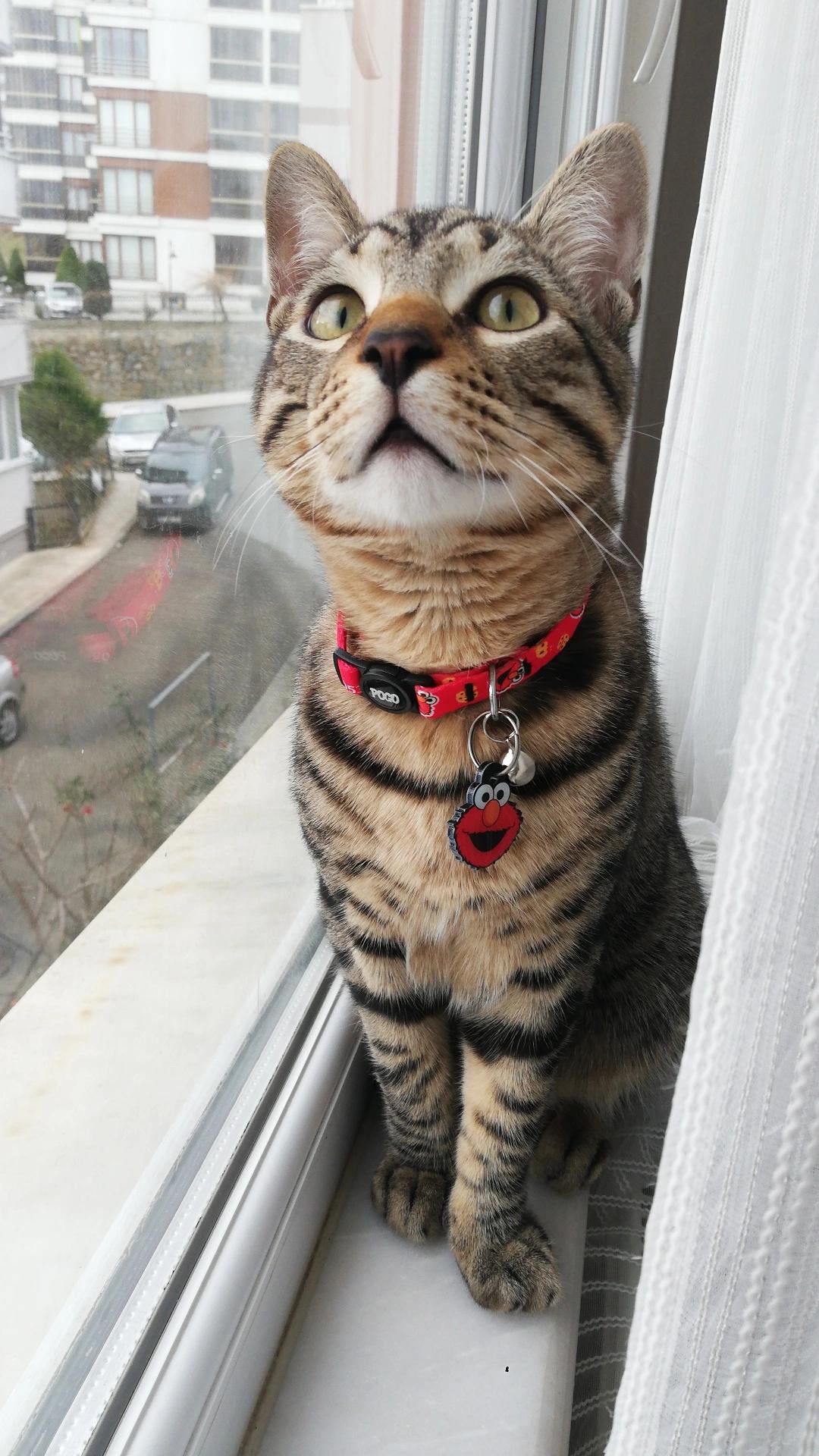 Elmo | Kedi ve Köpek İsimlik