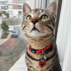 Elmo | Kedi Tasması