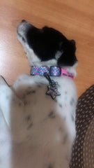 Flake  | Dog Collar