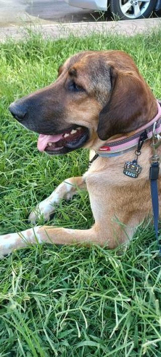 Kral Tacı | Kedi ve Köpek İsimlik