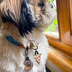 Bang | Dog Collar