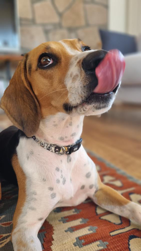 Pawty | Dog Collar